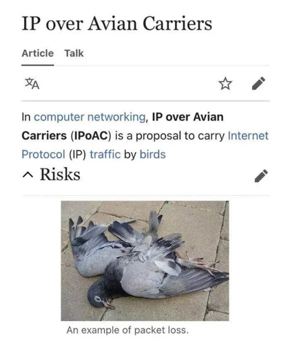 Wikipedia Article on IP over Avian Carriers (Birds), showing a dead bird as an example of package loss